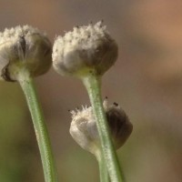 Eriocaulon thwaitesii Körn.